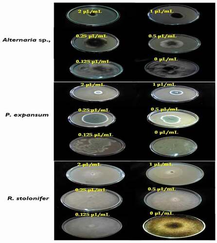 Figure 4. Effect of the concentrations of T. luteum subsp. flavovirens EO in liquid phase on the mycelial radial growth of fungal isolates tested