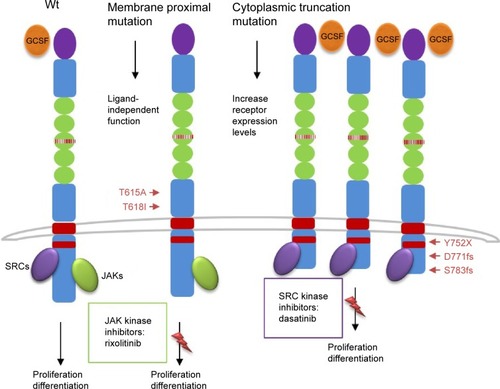 Figure 2 Schematic representation of CSF3R mutations and pathways activation.