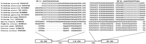 Figure 2. Sequence comparison of the ITS1 and ITS2 regions of Trichoderma spp. and edible mushrooms. The conserved regions of Trichoderma spp. are shaded in gray in the sequences corresponding to the specific primer set TDP-F and TDP-R.