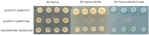 Figure 11. Interaction of ZmMADS42 and ZmFH2. (a) shows the production of colonies on SD/-Trp-Leu culture media by the negative control, positive control, and ZmMADS42-BK+ZmFHA2-AD; (b) demonstrates the production of colonies on SD/-Leu/-Trp/-his/-ade culture media by the positive control and ZmMADS42-BK+ZmFHA2-AD, while the negative control produces no colonies; (c) displays the production of blue colonies on X-α-gal-coated SD/-Leu/-Trp/-his/-ade culture media by the positive control and ZmMADS42-BK+ZmFHA2-AD, while the negative control produces no colonies.