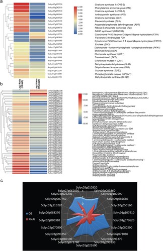 Figure 9. Differential expression of genes in leaves of tomato plants. (a) Differential expression of genes involved in flavonoid biosynthesis. (b) Differential expression of genes involved in anthocyanin biosynthesis. Heat maps display the up-regulated (red bars) or down-regulated (blue bars) tomato genes. Genes with expression ratios ≥2 and Padj <0.05 (n = 3) are depicted. (c) Validation of differential expression of genes involved in phenylpropanoid pathway in tomato leaves of WT, SlMX1 OE, and RNAi lines. The data shown are the mean ± SE (n = 3).