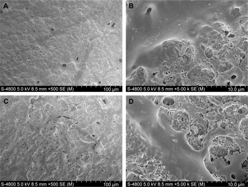 Figure 7 SEM images showing the cell morphology after 24 hours of incubation after transfection of different samples.Notes: (A and B) Naked MAO surface. (C and D) HA/CS/miR-21 nanoparticle-functionalized MAO surface.Abbreviations: CS, chitosan; HA, hyaluronic acid; MAO, microarc oxidation; miR-21, microRNA-21; SEM, scanning electron microscopy.
