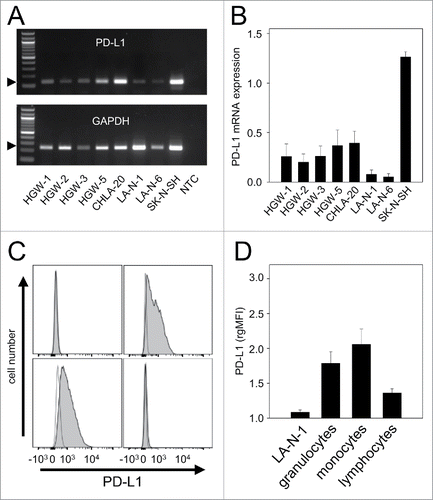 Figure 1. PD-L1 gene expression by NB- and effector cells. (A-B) Representative RT-PCR (A) and densitometric analysis of PD-L1 mRNA (B) by human NB cell lines CHLA-20, LA-N-1, LA-N-6 and SK-N-SH as well as by primary cell lines HGW-1, HGW-2, HGW-3, and HGW-5. PD-L1 mRNA Expression (A, upper panel) was evaluated relative to GAPDH (A, lower panel) which served as internal control according to the formula: PD-L1 signal intensity/GAPDH signal intensity. (B) Values are given as means ± SEM of 5 independent experiments. (C) Representative histograms and (D) flow cytometry analysis of PD-L1 baseline expression by NB cells LA-N-1 (C, upper left panel) and leukocytes (granulocytes (C, upper right panel), monocytes (C, lower left panel) and lymphocytes (C, lower right panel)). Cells were stained with PE-labeled anti-mouse PD-L1 Ab (filled black curve). Anti-mouse IgG2b, κ-PE was used as isotype control (open gray curve). The PD-L1 expression level was quantified using relative geometric mean fluorescence intensity (rgMFI) according to the formula: MFI of PD-L1 stained sample/MFI of isotype control. When the control histogram (isotype control) is not visible it is covered by the experimental histogram (PD-L1 staining). Data are shown as mean values ± SEM of at least 3 independent experiments.