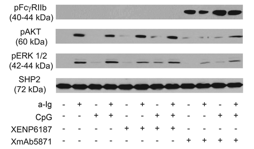 Figure 1. XmAb5871 suppresses BCR and TLR9-induced signals through phosphorylation of FcγRIIb. Purified human resting tonsillar B cells were pre-treated with media or 10 μg/ml XENP6187 or XmAb5871, respectively, for 1 h before activation with anti-Ig (2.5 μg/ml) or CpG (1 μg/ml) for 30 min. Cell lysates were western-blotted to assess phosphorylation and activation of FcγRIIb, AKT and ERK. One representative experiment from three independent ones is shown.