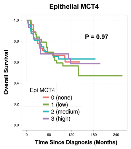 Figure 6 MCT4 levels in tumor epithelial cells have no prognostic value. In a parallel analysis performed on the same patient TMAs, the levels of tumor epithelial MCT4 were scored. However, they showed no prognostic significance (p = 0.97). Thus, the prognostic value of MCT4 expression is restricted to the tumor stroma.