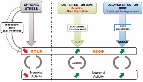 Figure 2. Left panel: Scheme representing the mediation model where sleep acts as key mediator in the association between stress and BDNF. Chronic stress and insomnia lead to a decrease in BDNF and synaptic activity. Right panel: fast-acting effect of ketamine and sleep deprivation versus delayed long-term effects of classical antidepressants on BDNF levels.