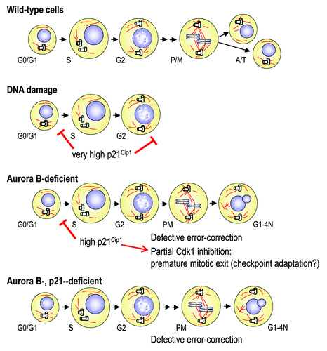 Figure 6. Relationships between Aurora B and p21Cip1 during the cell cycle. DNA damage agents induce very high levels of p21Cip1 resulting in G1 and G2 arrest, and prevent entry into mitosis. Lack of Aurora B results in significant upregulation of p21Cip1 and the subsequent delay in G1/S transition. In these cells, the intermediate high levels of p21Cip1 are insufficient to prevent mitotic entry, but Aurora B-null cells display defective Cdk1 activation and premature exit. Concomitant ablation of p21Cip1 rescues Cdk1 activity and the duration of mitosis, although these cells exit from the cell cycle as tetraploid cells due to defective error-correction of improper microtubule-to-kinetochore attachments and lack of chromosome segregation.