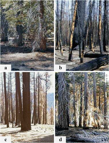 Figure 1. Examples of 2001 Hoover fire severity classes (van Wagtendonk, Root, and Key Citation2004), a, unburned; b, high; c, moderate; d, light