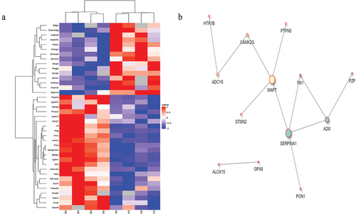 Figure 4. Cluster analysis of significantly differentially-expressed proteins. a. Cluster analysis of significantly differentially-expressed proteins in the hippocampal CA3 region. Note: the results of hierarchical clustering are depicted in a heatmap where each column represents a sample group (the horizontal axis represents sample information), and each row corresponds to a protein (the vertical axis represents significantly differentially-expressed proteins). Expression levels of these proteins across different samples are standardized by the z-score method and shown in various colors on the heatmap. Red indicates upregulated proteins, blue indicates downregulated proteins, and the gray sections denote an absence of protein quantification information. b. Protein-protein interaction network of differentially-expressed proteins in the hippocampal CA3 region. Note: the circles in the figure represent differentially-expressed proteins, while the lines represent protein-protein interactions. The circle color represents the differential expression of proteins, with upregulation shown in blue and downregulation shown in yellow. The circle size indicates the degree of interaction, i.e. the number of proteins directly interacting with a particular protein.