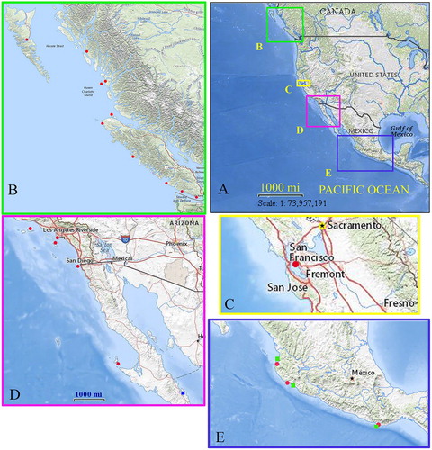Figure 1. Map of the geographic distribution of the genus Dynoides Barnard, Citation1914, in the north-eastern Pacific. A, species distribution on the north-eastern Pacific coast; B, locations of Dynoides canadensis sp. nov. distribution; C, location of D. dentisinus distribution; D, location of D. elegans (red circle) and Dynoides sp. (blue square); E, D. crenulatus (red circle) and D. saldanai (green square).