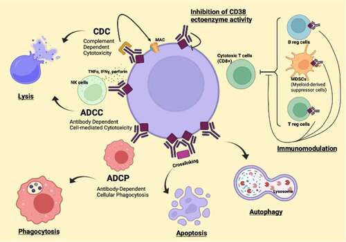 Figure 1. Mechanism of action of anti-CD38.