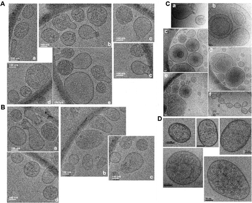 Fig. 2 Observation of D. discoideum EVs by Cryo-EM. (A) EVs obtained after 24 hours of cell growth; (B) EVs obtained after 48 hours of cell growth. (C) Some rare EVs configurations, conserved in the vitreous ice environment, observed during growth, showing broken vesicles (a), big EVs inserted inside larger vesicles (b, d) or small EVs into multivesicular bodies-like vesicles (c, e) and EVs prone to fuse (c, e, f). Figure 2D shows 5 different images of EVs obtained from the starvation medium of D. discoideum cells (see Materials and methods). Bars: 100 nm for A and B, 50 nm (a–e) or 100 nm (f) for C and 50 nm for D.