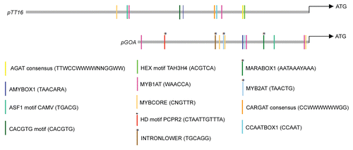 Figure 3 Schematic diagram displaying distribution patterns of putative cis-regulatory elements in the promoter region of TT16 (predicted promoter 3.9 kb) and GOA (1.7 kb). These analyses were carried out using PLACE (www.dna.affrc.go.jp/PLACE; Plant Cis-acting Regulatory DNA Elements). Asterisks at vertical bars represents predicted putative cis-regulatory element present only in pGOA but not in pTT16.