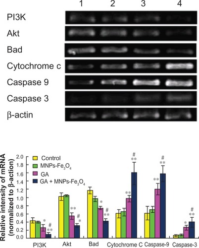 Figure 5 Transcription of PI3K, Akt, Bad, cytochrome C, caspase 9, and caspase 3 gene in LOVO cells after treatment comprising GA with or without MNPs-Fe3O4 for 48 hours.Notes: Lane 1, controls; Lane 2, 60 μg/mL MNPs-Fe3O4; Lane 3, 0.35 μmol/L GA; Lane 4, GA-MNPs-Fe3O4 (0.35 μmol/L GA with 60 μg/mL MNPs-Fe3O4). *P < 0.05; **P < 0.01, when compared with control group; #P < 0.05, when compared with the GA group.Abbreviations: MNPs-Fe3O4, magnetic nanoparticles containing Fe3O4; GA, gambogic acid.