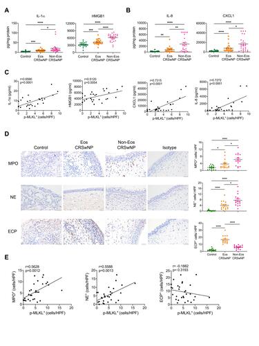 Figure 2 Necroptosis is correlated with neutrophilic inflammation in CRSwNP. (A and B) The protein levels of IL-8 and CXCL1 in tissue homogenates were detected by ELISA (n=22–24 per group). (C) Spearman correlations between IL-1α, HMGB1, IL-8, CXCL1 protein levels with p-MLKL positive cell numbers in control tissues and nasal polyps (n=28) (D) IHC staining of Myeloperoxidase (MPO), Neutrophil Elastase (NE) and Eosinophil Cationic Protein (ECP) in control tissues and nasal polyps. The positive cells were counted over high power field (400×) (n=15 per group). Scale bars: 50 μm. (E) Spearman correlations between MPO, NE or ECP positive cell numbers with p-MLKL positive cell numbers and in control tissues and nasal polyps (n=30). The data were shown as mean±SEM. *p<0.05, **p<0.01, ***p<0.001, ****p<0.0001; by Mann–Whitney U 2-tailed test.