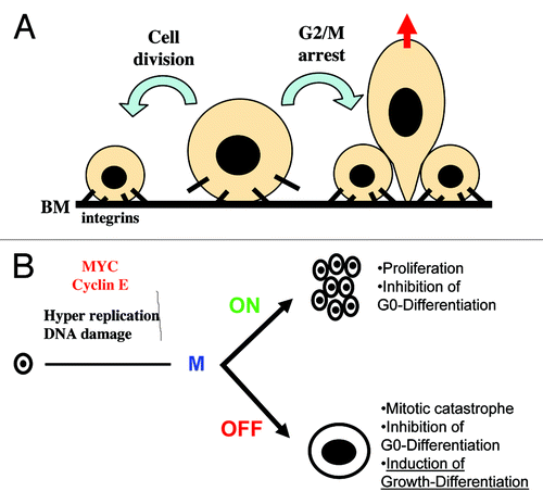 Figure 5. Proposed models for the control of epidermal cell fate by mitosis and the dual role of MYC in differentiation. (A) Cell adhesion integrins maintain keratinocyte proliferation, and their inhibition triggers differentiation;Citation40 a sustained mitosis block in keratinocytes would increase their cell volume, and this may result in loss of adherence via integrins; they would then be pushed to stratify by neighboring, more strongly adherent cells. (B) In systems where overactivation of MYC has no direct action on mitosis, cell fate would result in proliferation when cell division is allowed, but it would result in apoptosis or differentiation, depending on the cell type and context, when cell division is blocked. Similarly, MYC may inhibit differentiation processes that require cell growth arrest (G0-), but it may stimulate differentiation processes that involve cellular growth or cell size increase (Growth-).