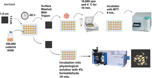 Figure 1. Schematic showing the cell culture process on surfaces of diamond films grown on Si substrates, and the measurement of viability of cell growth via the MTT assay and analysis of cell adherences on surfaces via optical microscopy.