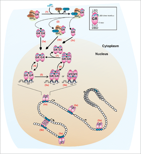 Figure 1. A revised model for GR quaternary structure dynamics. In the absence of ligand, the monomeric cytoplasmic GR forms a heterocomplex with Hsp90, Hsp70, FKBP51, and other proteins (not shown). (1) Ligand binding (GC) induces a conformational change in the GR that leads to either FKBP51-FKBP52 exchange within the heterocomplex, or the complete dissociation from the complex (2). At least two mechanisms appear to regulate the influx of GR molecules to the nuclear compartment: a microtubule/Hsp90 dependent pathway (3b, microtubule not shown) and a microtubule/Hsp90 independent pathway (3a, 3c).Citation35 Early in vivo studies suggests that GR is a dimer before translocationCitation15 (3a) but a monomeric population cannot be rule out (3c). Nucleoplasmic GR appears to be mostly dimeric,Citation3,31,34 with at least two contact surfaces localized in the LBD (shown in green) and the DBD (D-loop, shown in black).Citation31 The interaction with specify response elements (GREs) is very dynamic (4), in the order of seconds.Citation42 DNA induces an allosteric change in the receptor's DBD domainCitation51 (D-loop shown in red) which triggers a conformational change in the LBD, allowing the formation of tetramers, either in a head-to-head (5a) or head-to-tail (5b) configuration.Citation3 GR tetramers also exchange dynamically with DNA (6) and, if it is the tetramer the quaternary structure that detaches from DNA, then the dissociation into dimers should occur at a much faster temporal scale (7), to account for the mostly complete population of dimers observed in the nucleoplasm.Citation3 This highly dynamic regulation occurs in the context of a chromatin landscape. We speculate that a head-to-tail configuration (5b) may assist in bridging different points in the genome, thus favoring a looping mechanism between distant regulatory sites.