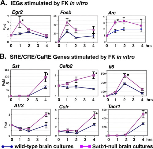 Fig 3 Satb1 is required for multiple neuronal genes in response to forskolin stimulation in vitro. Organotypic cortical explant cultures prepared from Satb1-null or wild-type brains were treated with 25 μM forskolin (FK) for 1 h, 2 h, and 4 h or from 0.1% DMSO-treated samples as a control (0 h). qPCR was used to determine the expression levels of SRE/CRE/CaRE- containing genes in cultures. Fold induction of gene expression at different time points relative to induction at 0 h was calculated. Representative genes with significantly different fold inductions in Satb1-null brain samples (red) compared to wild-type brain samples (blue) are presented (IEGs [A] or non-IEGs [B]). The data for Penk1, Thbs1, Pmaip1, and Calb1 are not shown. However, the responses of Penk1 and Thbs1 to FK are similar to that of Sst. Pmaip1 is similar to Arc. Calb1 is similar to Calb2. Each data point represents the mean value ± SE for four experimental replicates. ∗, P ≤ 0.05.