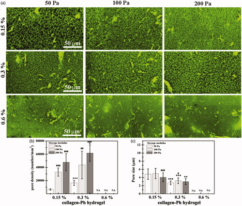 Figure 4. Collagen-Ph hydrogel microstructure as a function of collagen-Ph concentration and G’. (a) 3 D confocal microscopy images and (b–c) summarized data for pore density and pore size are shown. p values less than 0.01, 0.001 were considered statistically significant and were labeled ** and *** compared with the 0.15% collagen-Ph hydrogel with the same G’. p values less than 0.1, 0.01, 0.001 were considered statistically significant and were labeled #, ##, and ###, respectively compared with the collagen-Ph hydrogel with G’ of 50 Pa at the same concentration.