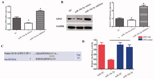 Figure 4. GPX3 is the downstream target of miR-34-5p. (A) qRT-PCR was applied to observe the expression of GPX3 in HLE-B3 cells transfected with miR-34-5p mimics and inhibitor. (B) Western blot was used to detect the expression of GPX3 in HLE-B3 cells transfected with miR-34-5p mimics and inhibitor. (C) The complementary binding site of GPX3 and miR-34-5p was predicted by TargetScan. (D) Luciferase reporter assay was performed to confirm the predicted binding of GPX3 and miR-34-5p. *p < 0.05.