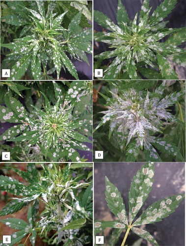 Fig. 1 Symptoms of powdery mildew infection caused by Podosphaeria macularis on cannabis strain ‘Chronic Ryder’ on field grown plants in the Fraser Valley of British Columbia. Note the development of localized mildew colonies (a-c) and severe infection of young developing shoots (d, e) causing leaf curl. Older mildew colonies have a light beige centre (f).