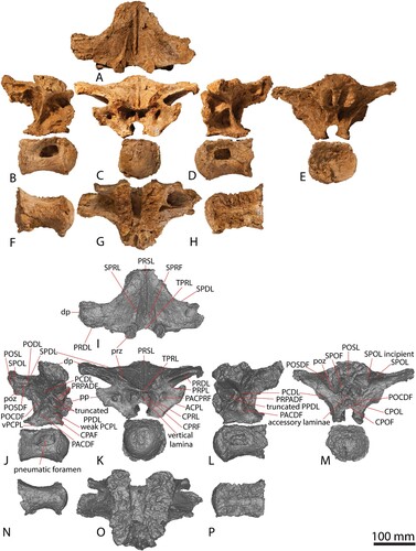 FIGURE 5. AODF 663 dorsal vertebra B. Dorsal vertebra B photographs in A, dorsal, B, right lateral, C, anterior, D, left lateral, E, posterior, F, ventral, G, neural spine ventral, H, centrum dorsal. Dorsal vertebra B digital models in I, dorsal, J, right lateral, K, anterior, L, left lateral, M, posterior, N, ventral, O, neural spine ventral, and P, centrum dorsal views.