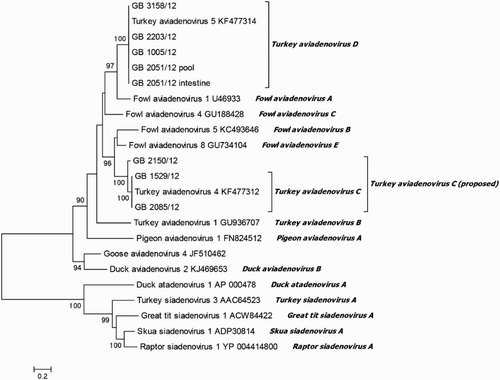 Figure 2. Phylogenetic tree based on amino acid sequence of partial DNA-dependent DNA polymerase gene (430 aa). Online available sequences were compared to the field isolates. Branch lengths are given in number of substitutions per site (see the scale).