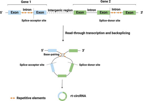 Figure 2. Biogenesis of rt-circRNAs. Read-through transcription results in the formation of hybrid circRNAs (rt-circRNAs) that include coding exons from two adjacent and similarly oriented genes. Circularization process is mediated by base-pairing between long introns that harbour repetitive sequences