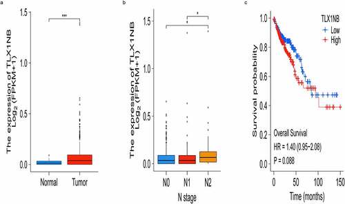 Figure 1. The expression of TLX1NB in COAD and normal colon tissues based on TCGA. (a) The expression levels of TLX1NB in COAD and normal colon tissues. (b) The expression levels of TLX1NB in N0, N1 and N2 COAD. (c) Survival analysis of COAD patients with low and high TLX1NB expression level. *P < 0.05; ***P < 0.001.