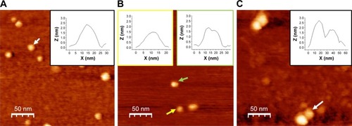 Figure 3 TM-AFM images recorded in air of COP1, p53, and preincubated p53–COP1 molecules adsorbed on a mica substrate.Notes: (A) COP1 sample displaying isolated single spots; inset: cross-section profile of the spot indicated by the white arrow. (B) p53 sample showing single (yellow arrow) and bimolecular spots (green arrow); yellow inset: cross-section profile of the single spot and green inset: cross-section profile of the bimolecular spot. (C) p53–COP1 sample showing bimolecular complexes; inset: cross-section profile of the complex indicated by the white arrow.Abbreviations: COP1, constitutive photomorphogenesis protein 1; TM-AFM, tapping mode-atomic force microscopy.