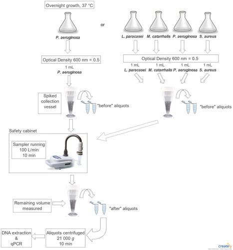 Figure 1. Experimental protocol for sampling each of the four bacteria strains and the bacterial consortium using Coriolisµ® and the BioSampler®.