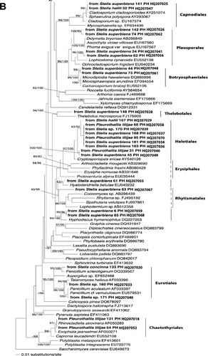 Figure 1. (A and B) Phylogenetic placement of ascomycete sequences obtained from the velamen of Stelis hallii, Stelis superbiens, Stelis concinna, Pleurothallis lilijaeand Stelis sp. Tree inferred from nuclear rDNA coding for the 5'-terminal domain of the large ribosomal subunit (nucLSU) using a maximum likelihood analysis implemented in RaxML with the GTRMIX algorithm. Numbers on branches designate Bayesian MCMC estimates of posterior probabilities and ML values (only values exceeding 50% are shown). The tree was rooted with Saccharomyces cerevisiaeEU649673.