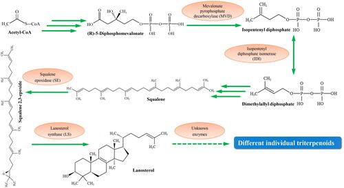 Figure 1. The biosynthetic pathway of individual triterpenoids in Sanghuangporus baumii.