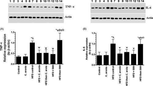 Figure 5. Protein levels of TNF-α (A) and IL-6 (B) in the aorta of all experimental groups as normalized to the relative expression of β-actin. Values are expressed as Mean ± SD for six rats in each group and were considered significantly different at P < 0.05. *Significantly different when compared to control group. λSignificantly different when compared to group Control + C. aronia. ψSignificantly different when compared to group HFDI. βSignificantly different when compared to group HFD + C. aronia. γSignificantly different when compared to group HFD then C. aronia. ΩSignificantly different when compared to HFD + SIM. HFD: high-fat diet; SIM: simvastatin.