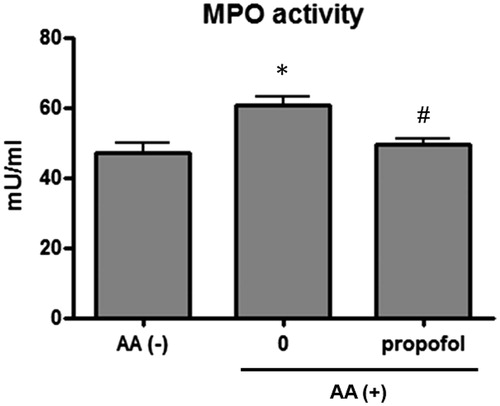 Figure 2. Myeloperoxidase (MPO) activity in arachidonic acid (AA)-induced ear inflammation. AA (1 mg/mouse) was topically applied to the right ear; 1 h later, ear biopsies were taken, and MPO activity was subsequently measured. Propofol (100 mg/kg) was given IP 5 min before AA application. One unit of MPO was defined as the amount of MPO that generated taurine chloramine to consume 1.0 µmol TNB/min at 25 °C. n = 7–8/group. *p < 0.005 vs AA (−). #p < 0.01 vs 0.