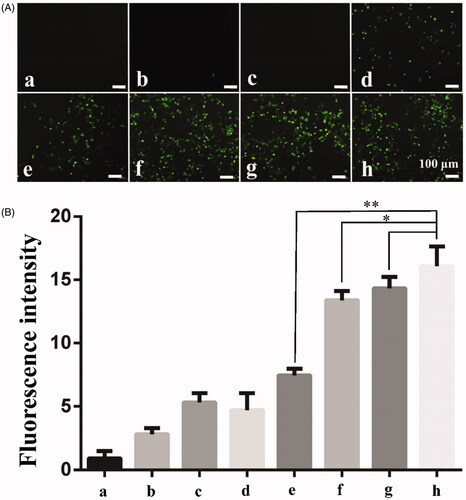 Figure 6. Ultrasound combined with PSP@MB to promote endocytosis of 155 kDa FITC-dextran into A2780 cells. (A) Fluorescent images of 155 kDa FITC-dextran into A2780 exposed via ultrasound and PSP@MB. The experimental groups were: (a) Control group, (b) PSP@MB group, (c) US group, (d) US + PSP@MB 0.2 W/cm2 group, (e) US + PSP@MB 0.4 W/cm2 group, (f) US + PSP@MB 0.6 W/cm2 group, (g) US + PSP@MB 0.8 W/cm2 group, and (h) US + PSP@MB 1.0 W/cm2 group. The ultrasonic parameters were (1 MHz, 20% duty cycle, 1 min). (B) Fluorescence intensity was represented as histograms. Fluorescence intensity increased following the acoustic intensity increase. The relative fluorescence intensity was (16.87 ± 2.73) in the (h) group, higher than (e) group (7.53 ± 1.42) and (f) group (13.22 ± 1.85). Compared with the relative fluorescence intensity between (h) group and (g) group (14.82 ± 2.14), the difference was not statistically significant. *p < .05, **p < .01.