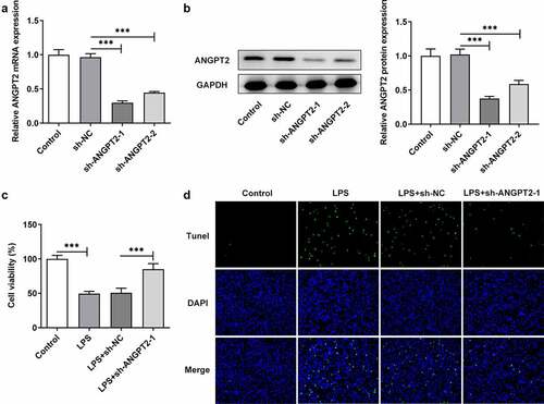 Figure 2. ANGPT2 knockdown inhibited the apoptosis of LPS-induced IEC-6 cells. (a) IEC-6 cells were transfected with sh-NC or sh-ANGPT2-1/2, and the mRNA expression and (b) the protein expression of ANGPT2 in IEC-6 cells were detected by RT-qPCR and western blot, respectively. (c) The transfected or untransfected IEC-6 cells were induced with LPS (10 μg/ml) for 24 h. The cell viability of was detected using CCK-8. (d) The cell apoptosis of each group was checked by TUNEL. ***p < 0.001