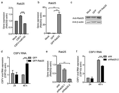 Figure 6. Rab25 promotes CSFV replication