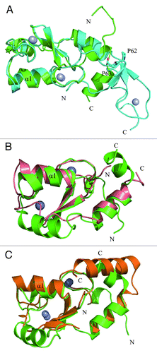 Figure 2. Comparison of the structure of RNF168N-111 with TRAF6, CHIP and RNF8. Superposition the structure of RNF168N-111 to (A) TRAF6 (PDB code: 3HCT), (B) CHIP (PDB code: 2C2V), (C) RNF8 (PDB code: 4EPO). Residues are shown in a stick mode. Metal ions are shown in a sphere mode. RNF168, TRAF6, CHIP and RNF8 are colored green, cyan, pink and brown, respectively.