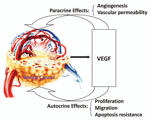Figure 9 Mechanisms of VEGF in promoting breast cancer progression.