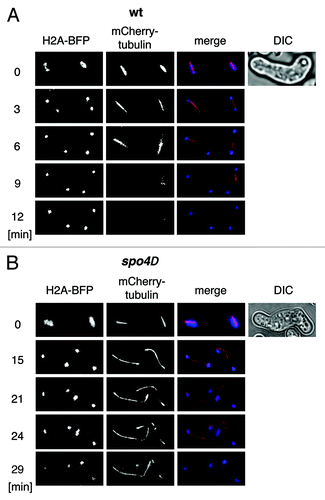Figure 4. Live-cell analysis of anaphase II spindles in spo4∆ cells. The wild-type strain h− mCherry-atb2 hta2-TagBFP (wt) (JG16499) (A) or the h− mCherry-atb2 hta2-BFP strain carrying a knockout allele of spo4 (spo4Δ) (JG16662) (B) was crossed to h+ strains of the same genotype (JG16486 and JG16663, respectively). Cells were sporulated and spindle elongation during meiosis II was analyzed by live cell imaging. The numbers indicate time in minutes. Anaphase II spindles were analyzed in four spo4Δ and eight wild-type cells.