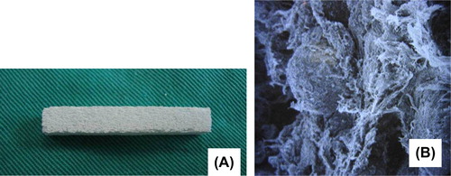 Figure 1. (A) Nano-HA artificial bone. (B) Nano-HA artificial bone under scanning electron microscope (SEM × 200).