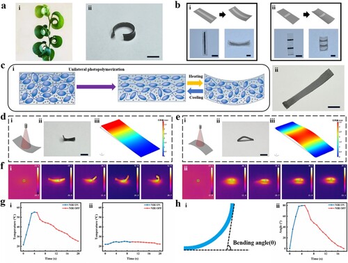 Figure 3. Performance testing of PFA actuation. (a) Biomimetic image of PFA. i) The source of biological inspiration comes from optical images of Ficus benjamina 'Barok'; ii) The biomimetic curling deformation mode of PFA. Scale bar: 5 mm. (b) The influence of printing structure layout on driving deformation. i) Deformation of vertical printing layout. Scale bar: 5 mm. ii) Deformation of horizontal printing layout. Scale bar: 5 mm. (c) Directional bending mechanism for single-sided photopolymerization manufacturing of flexible actuators. i) Schematic diagram of the internal structure of single-sided photopolymerization of PFA; ii) Thin films made from LM-SP-LCE composite materials. Scale bar: 5 mm. (d) Actuation response characteristics of the PFA ultraviolet polymerisation side. i) Conceptual diagram of PFA UV polymerisation side deformation under near-infrared illumination; ii) Optical images of the PFA ultraviolet polymerisation side subjected to near-infrared light irradiation deformation. Scale bar: 5 mm. iii) Finite element simulation of the relative displacement of the PFA ultraviolet polymerisation side after short-term near-infrared light irradiation; (e) Actuation response characteristics of the PFA non-ultraviolet photopolymerization side; i) Conceptual diagram of the deformation of the PFA non-ultraviolet polymerisation side under near-infrared illumination; ii) Optical images of the PFA non-ultraviolet polymerisation side subjected to near-infrared illumination deformation. Scale bar: 5 mm. iii) Finite element simulation of relative displacement on the non-ultraviolet polymerisation side of PFA after short-term near-infrared light irradiation; (f) Infrared images of changes in PFA temperature. i) Infrared images of temperature changes in PFA under near-infrared illumination; ii) Infrared images of temperature changes in LCEs after exposure to near-infrared light; (g) Line graph of temperature over time after exposure to near-infrared light. i) Line graph of the temperature variation in PFA over time after exposure to near-infrared light; ii) Line graph of the temperature variation in LCEs over time after exposure to near-infrared light; (h) The bending angle of PFA deformation. i) Schematic diagram of the PFA deformation and bending angle; ii) Line chart of the PFA bending angle over time.