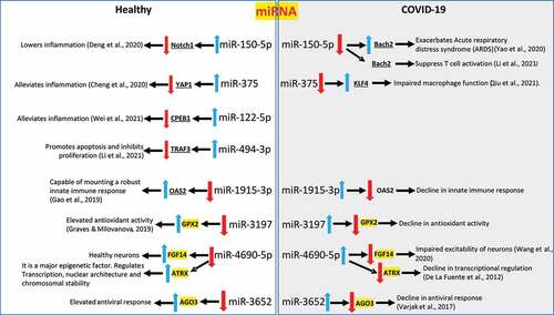 Figure 4. Pleiotropic effect of changes in the expression profiles of the circulating miRNAs in COVID-19 patients compared to healthy individuals. A schematic demonstrating the net effect of changes in circulating miRNA profiles in COVID-19 patients with moderate-severe disease when compared to healthy volunteers is presented. The direct published and confirmed targets of the miRNAs are ‘underlined’. The predicted targets of the miRNAs are highlighted in ‘yellow’ as there is no published data available as of this date. The red and blue arrows denote down-regulation or upregulation of miRNAs or the target genes, respectively.