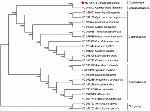 Figure 1. Neighbor-joining (NJ) tree based on the cp genome of 21 species with Aristolochiaceae as an outgroup. The bootstrap values were 1000 replicates.