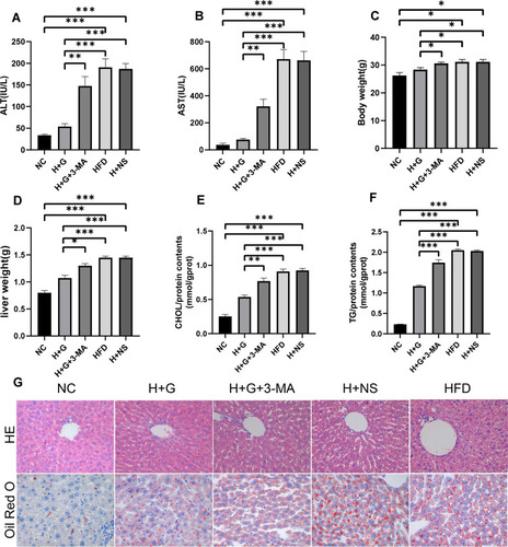 Figure 2 Galangin administration reduced hepatic steatosis in NAFLD mice. After the mice were fed HFD or control normal diet for 8 weeks, galangin (100 mg/kg/d) was given orally for the next 4 weeks. (A) ALT and (B) AST levels. (C) Weights of the mice in each group. (D) Wet weight of the liver. (E) TG content in liver tissue. (F) CHOL content in liver tissue. (G) Liver sections stained with HE or ORO (x400). The displayed value represents the mean value ± SEM (n = 4). Asterisks (*P < 0.05, **P < 0.01, ***P < 0.001) indicate statistically significant differences.