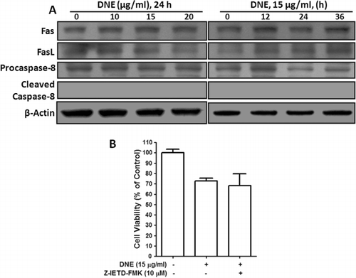 Figure 4. Effects of DNE in Fas/FasL receptor-mediated caspase-8 expression in SH-SY5Y cells. (A) SH-SY5Y cells were cultured in 60-mm culture dishes to near 90% confluence and then starved in DMEM containing 0.5% FBS. After 24 h starvation cells were treated with 0–20 µg/ml of DNE in dose-dependent and 15 of DNE µg/ml in time-dependent experiments. Whole cell lysates were subjected to 10% and 15% SDS–PAGE and the levels of Fas, FasL, and caspase-8 proteins were detected by western blotting. β-actin was used as a loading control. (B) SH-SY5Y cells were cultured in 96-well dishes to near confluence 50–60% and then starved in DMEM containing 0.5% FBS for 24 h. After starvation cells were pretreated with 10 µM Z-IETD-FMK for 1 h just before exposure to 15 µg/ml of DNE for 24 h. Viable cell number was quantified by CCK-8 kit. Results are mean ± SEM and representatives of three independent experiments are shown (n = 3).