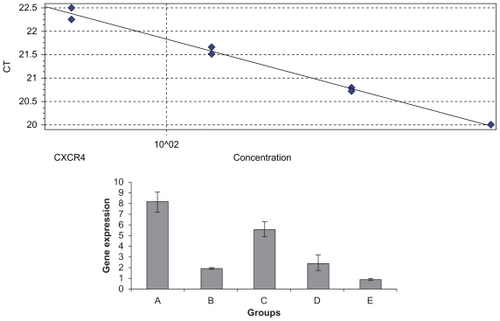 Figure 4 Real-time reverse-transcription polymerase chain reaction was performed on a RotorGene 3000 machine, and data analysis of CXCR4 and β-actin expression used the delta-delta CT method. A standard curve was done with a dilution of 1:2. A) CXCR4 expression (standard curve with efficiency 1.34 and an R^2 value of 0.99. E CXCR4 expression in Groups A–E.