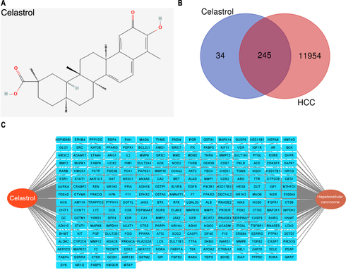 Figure 1 Network construction of celastrol targeting HCC. (A) 2D structure of celastrol. (B) Venn diagram illustrating the common targets of celastrol and HCC. (C) The genes targeted by celastrol in HCC.